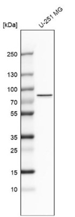 ARNTL2 Antibody, Novus Biologicals 0.1 mL | Buy Online | Novus Biologicals | Fisher Scientific